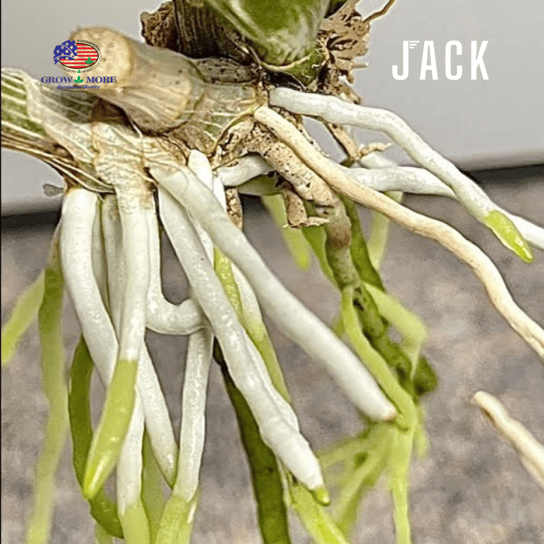  Combo 3 chai phân bón lan Grow More - Terrasorb 