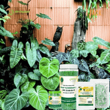  Phân bón tan chậm cây cảnh RYNAN 23-08-08 dưỡng lá chồi 150g 