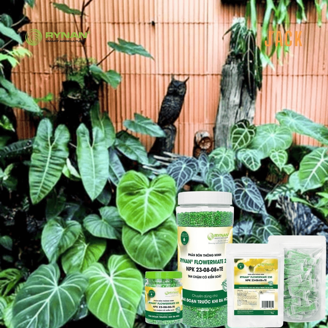  Phân bón tan chậm cây cảnh RYNAN 23-08-08 dưỡng lá chồi 150g 