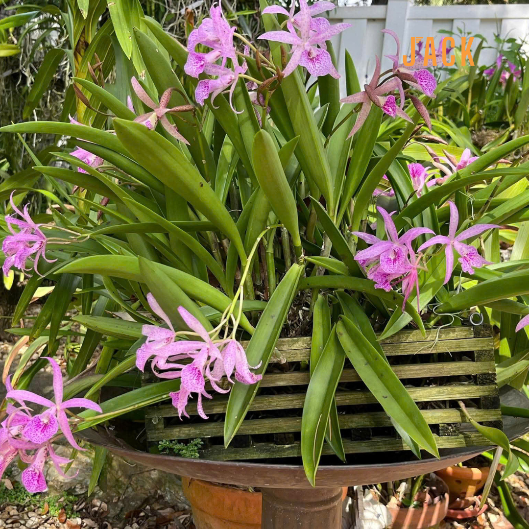  Chậu gỗ vuông trồng lan & cây cảnh cao cấp Jack kèm móc treo 