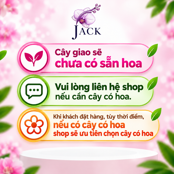  Lan Ngọc Điểm Lai Hồng Cánh Sen - Ra Hoa Quanh Năm, Hoa Thơm, Dễ Trồng 