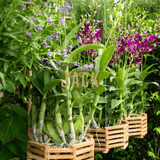  Móc kẽm treo lan Jack cao cấp - Chắc chắn và bền đẹp 