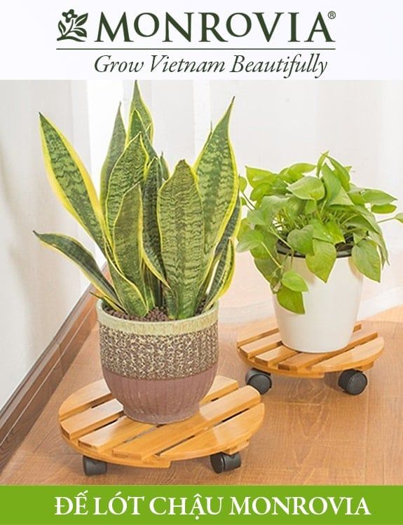  Đế gỗ lót chậu hình tròn có bánh xe Monrovia – Di chuyển chậu cây nhẹ nhàng, không trầy sàn 