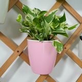  Chậu Tự Tưới Treo Tường Monrovia — Vườn Xanh Trên Tường Cho Căn Hộ Không Ban Công 