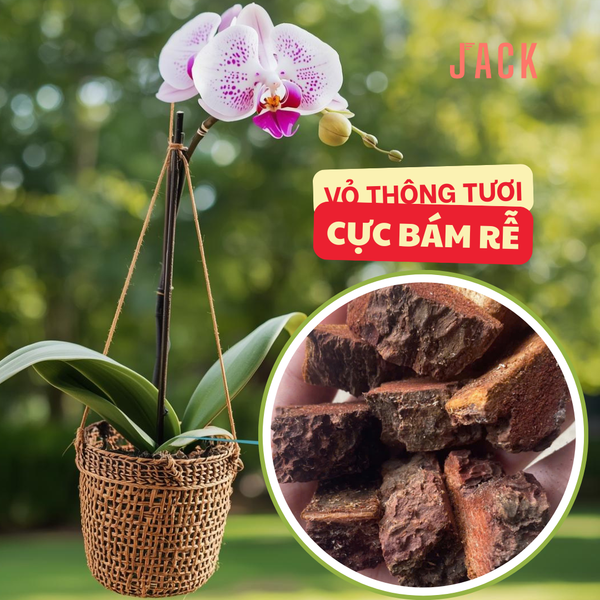  Giá thể Vỏ thông tươi trồng lan Jack đã qua xử lý 