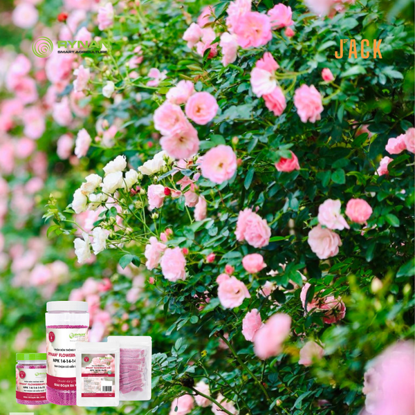  Phân bón tan chậm ra hoa cho kiểng hoa, hoa hồng RYNAN 150g 