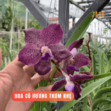  Lan Vanda Jack Tím Indigo - Quý Phái và Có Hương Thơm Thoảng 