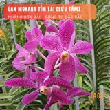  Combo 2 Cây Lan Mokara Tím Trưởng Thành Có Sẵn Hoa 70-80cm 