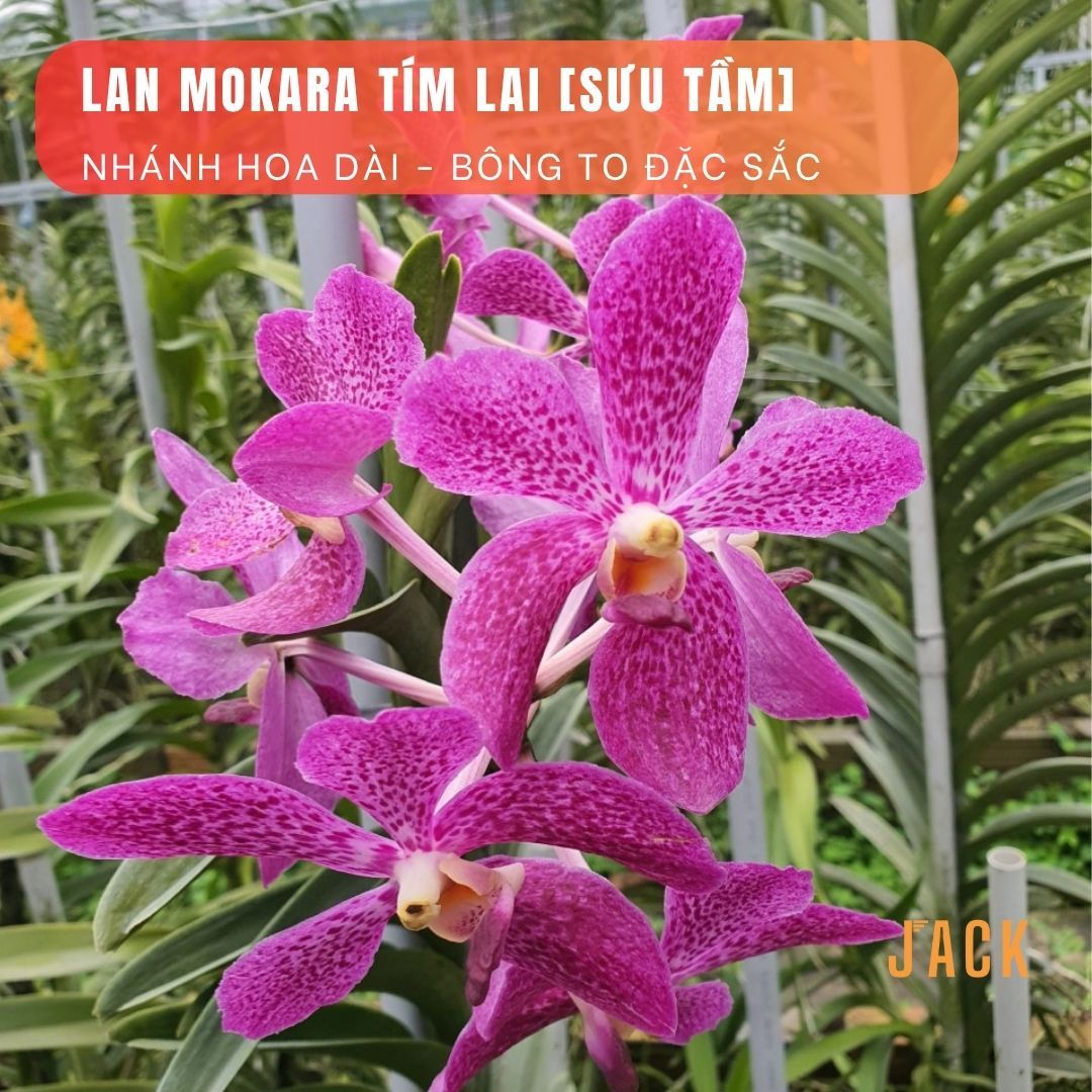  Combo 2 Cây Lan Mokara Tím Trưởng Thành Có Sẵn Hoa 70-80cm 