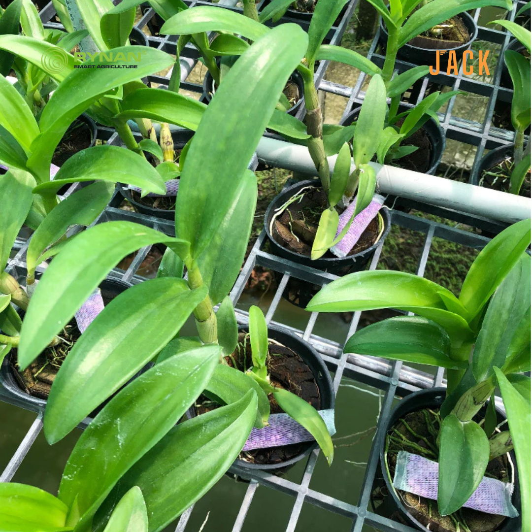  30 túi lưới phân bón tan chậm hoa lan RYNAN 22-10-10 (90g) 