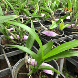  30 túi lưới phân bón tan chậm hoa lan RYNAN 22-10-10 (90g) 