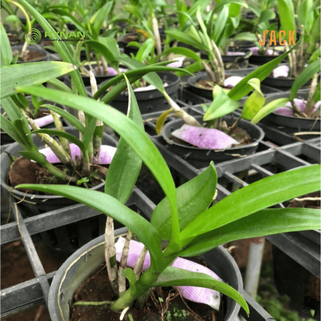  30 túi lưới phân bón tan chậm hoa lan RYNAN 22-10-10 (90g) 