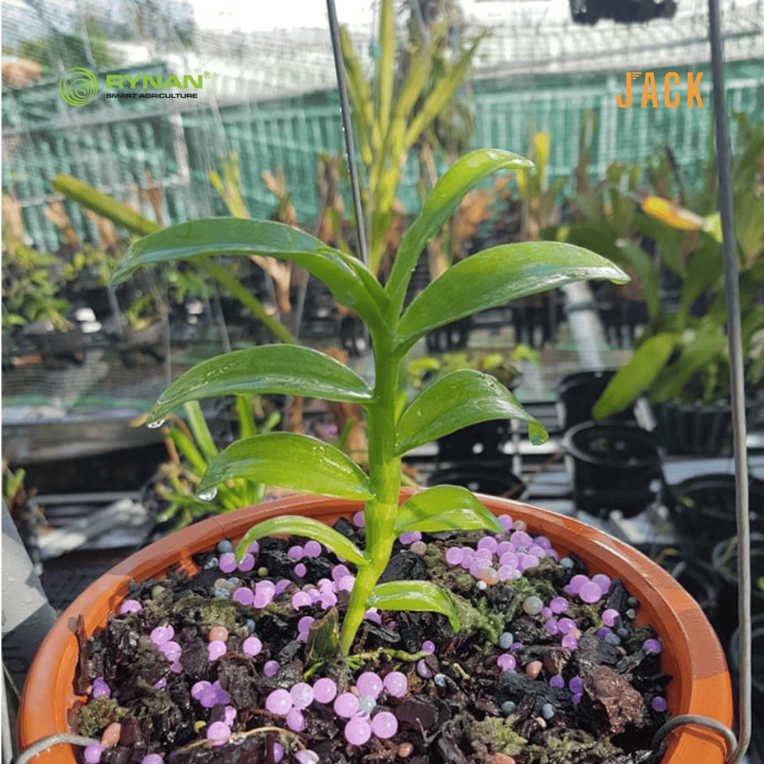  Bộ 3 chai phân bón Tan chậm Rynan - Dùng cho hoa lan, cây cảnh 