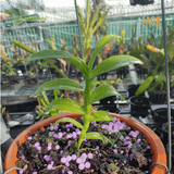  Phân bón tan chậm hoa lan và cây cảnh RYNAN 31-8-8 1.25kg 