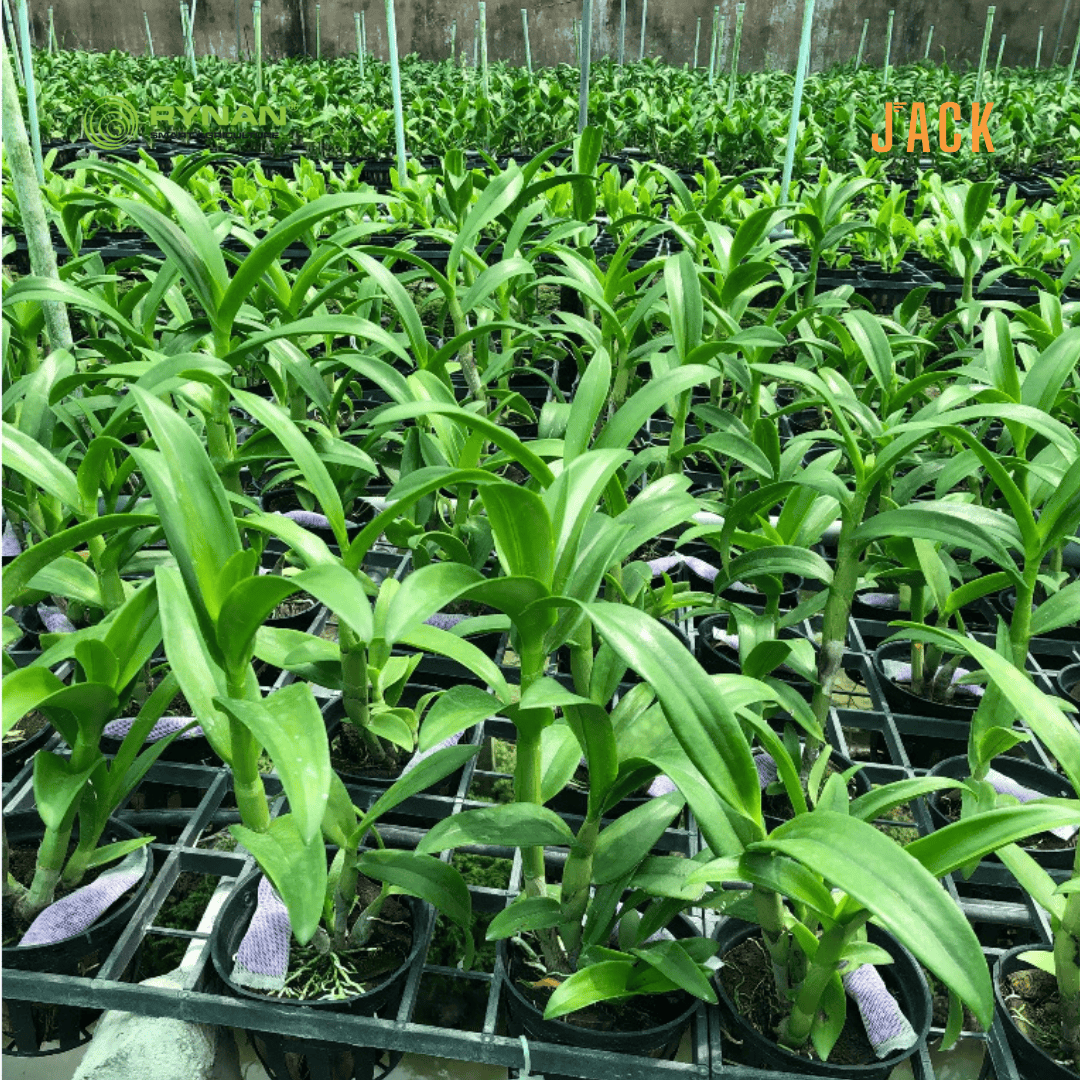  30 túi lưới phân bón tan chậm hoa lan RYNAN 22-10-10 (90g) 