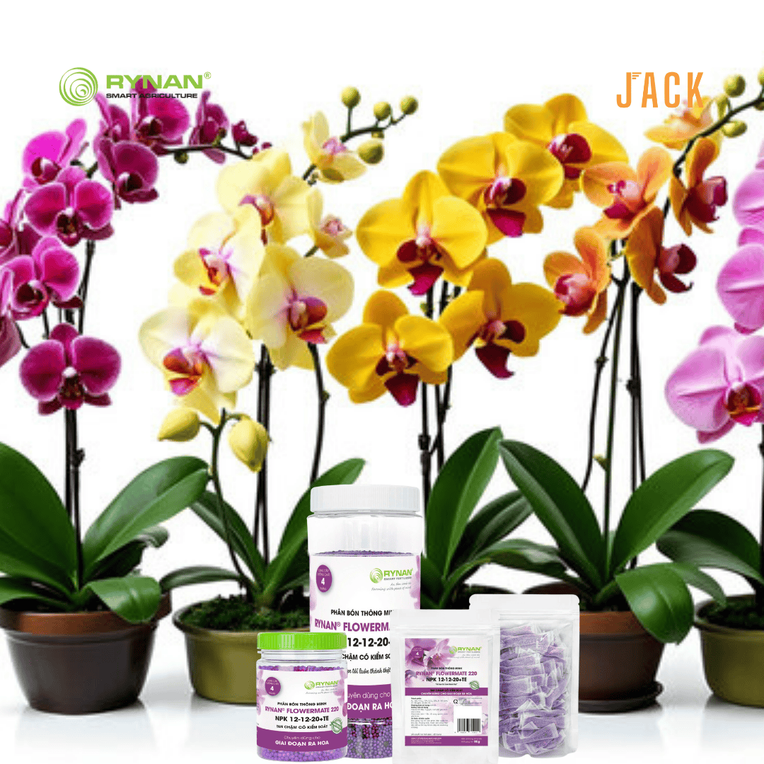  Bộ 3 chai phân bón Tan chậm Rynan - Dùng cho hoa lan, cây cảnh 