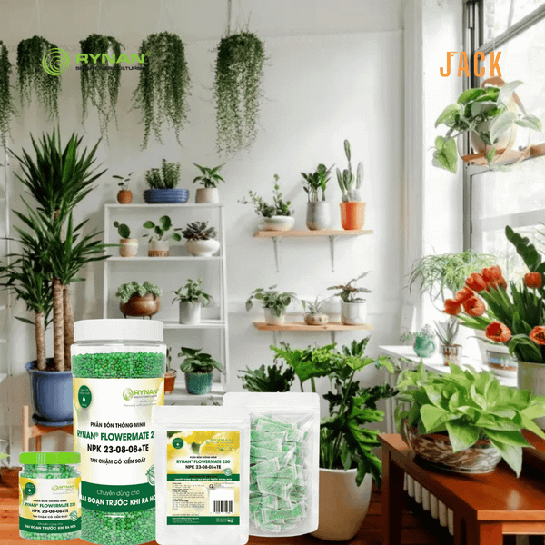  Phân bón tan chậm cây cảnh RYNAN 23-08-08 dưỡng lá chồi 150g 