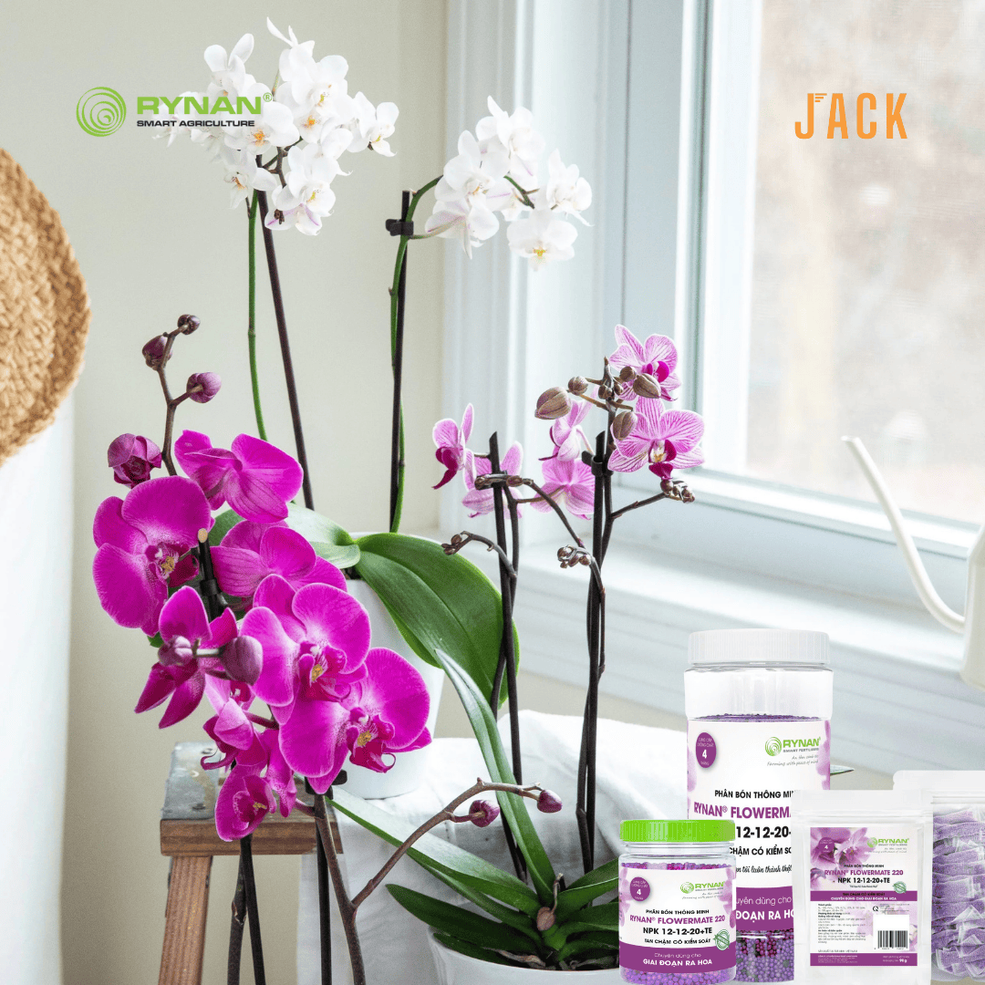  Phân bón tan chậm kích hoa và dưỡng hoa RYNAN 12-12-20 1,25kg 