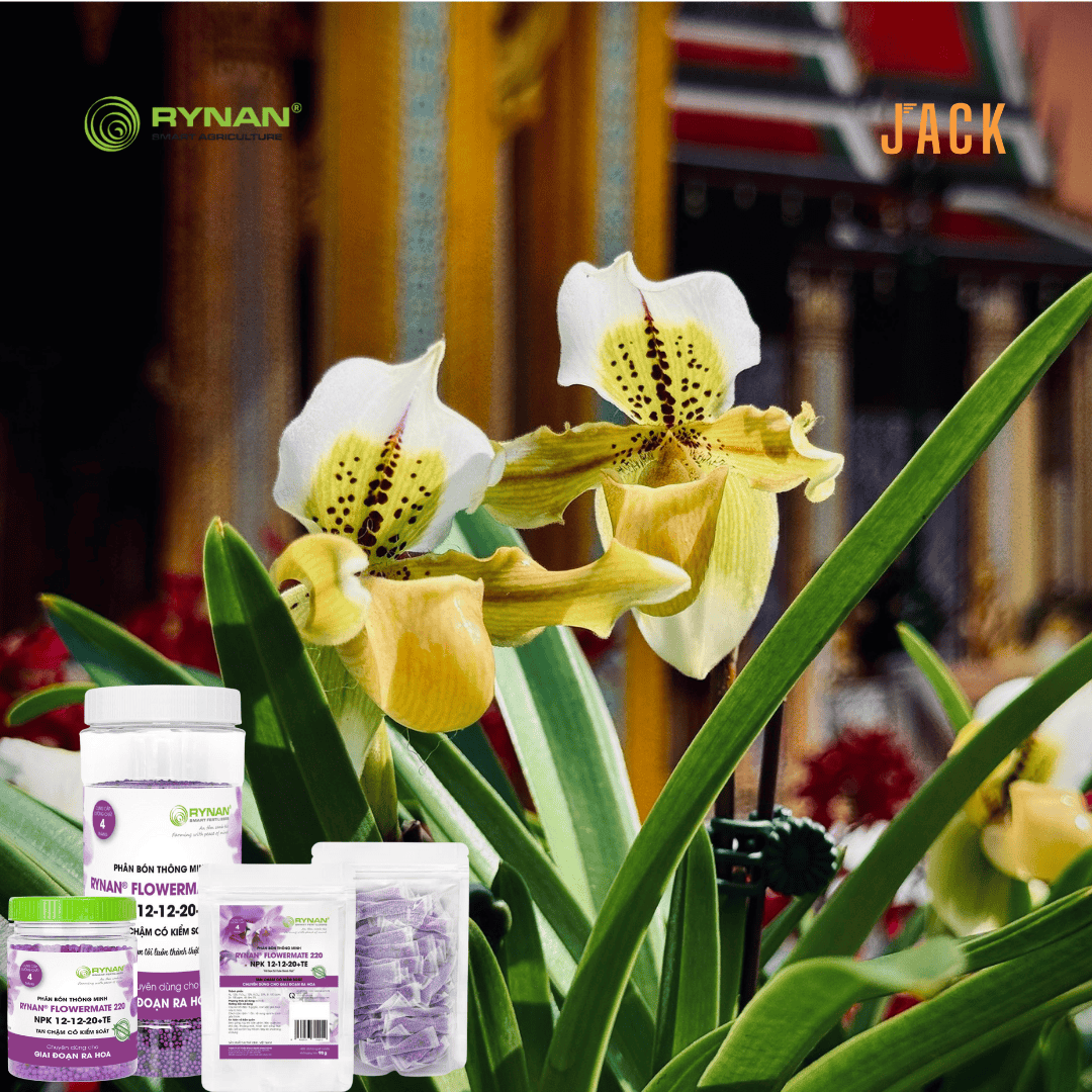  30 túi lưới phân bón tan chậm hoa lan RYNAN 12-12-20 (90g) 