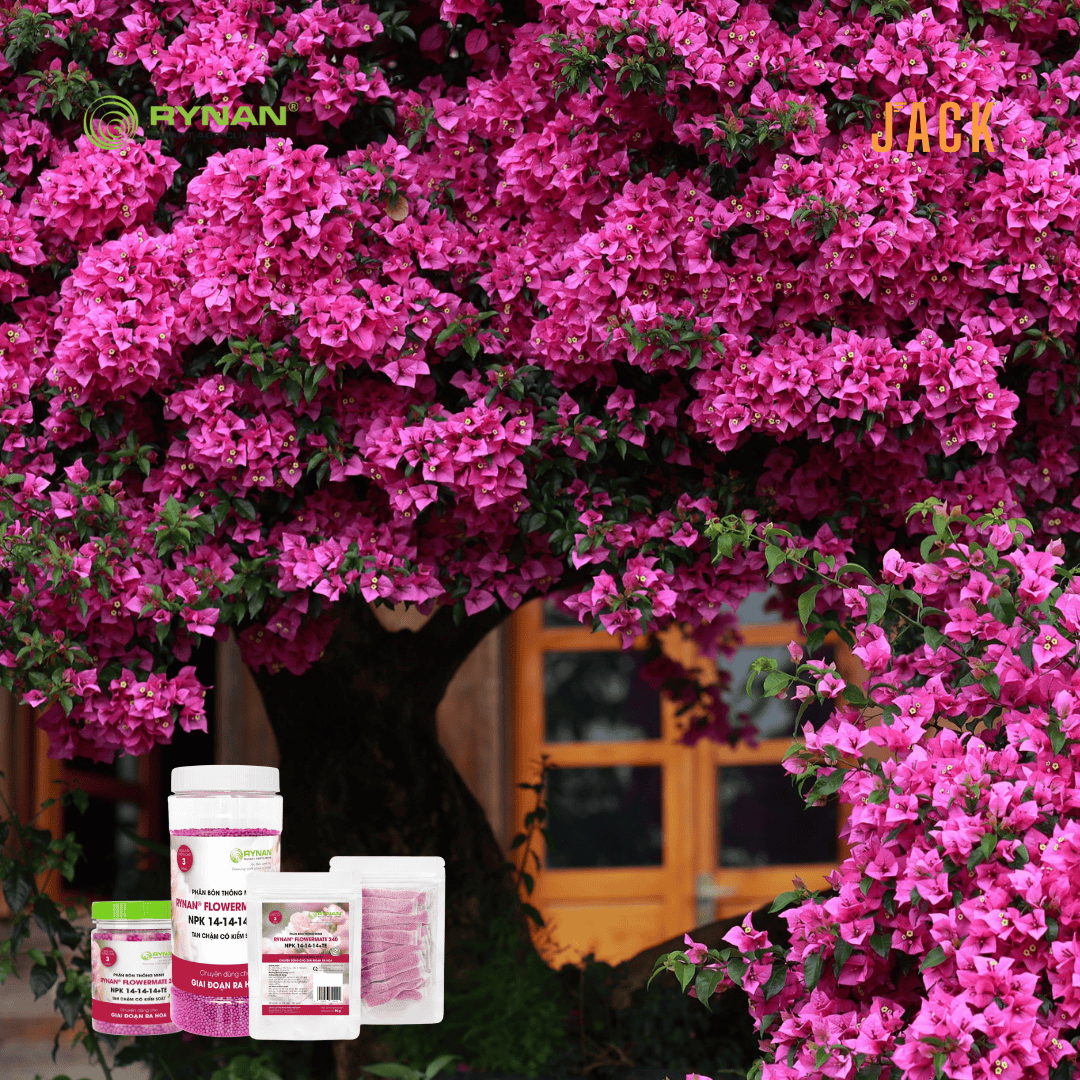  Phân bón tan chậm cho hoa hồng và kiểng hoa RYNAN Lọ 1.25kg 