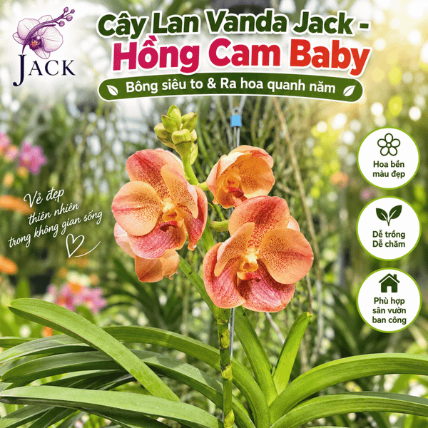  Cây Lan Vanda Cam Hồng Baby - Bông To, Ra Hoa Quanh Năm 