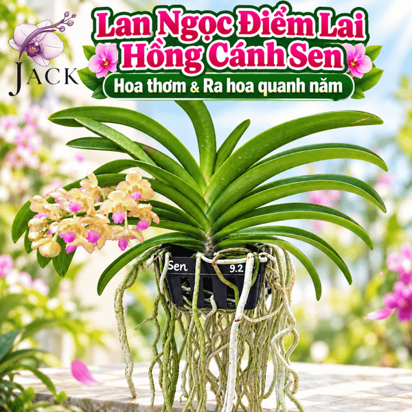  Lan Ngọc Điểm Lai Hồng Cánh Sen - Ra Hoa Quanh Năm, Hoa Thơm, Dễ Trồng 