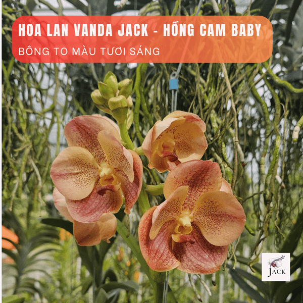  Cây Lan Vanda Cam Hồng Baby - Bông To, Ra Hoa Quanh Năm 