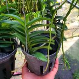  Lan Cù Lao Minh - Loài Lan Đặc Chủng Của Việt Nam 