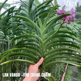  [Bông To] Lan Vanda Màu Tím Trắng Chấm 