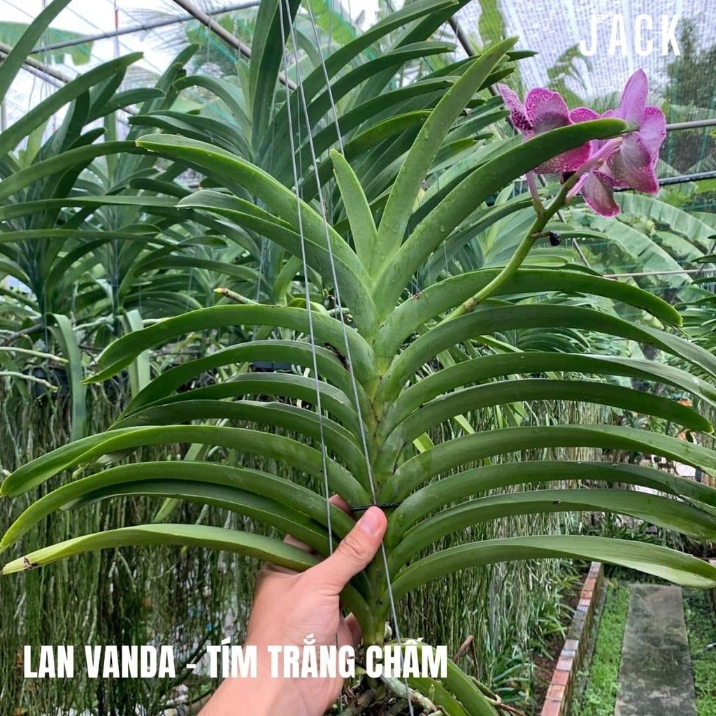  [Bông To] Lan Vanda Màu Tím Trắng Chấm 