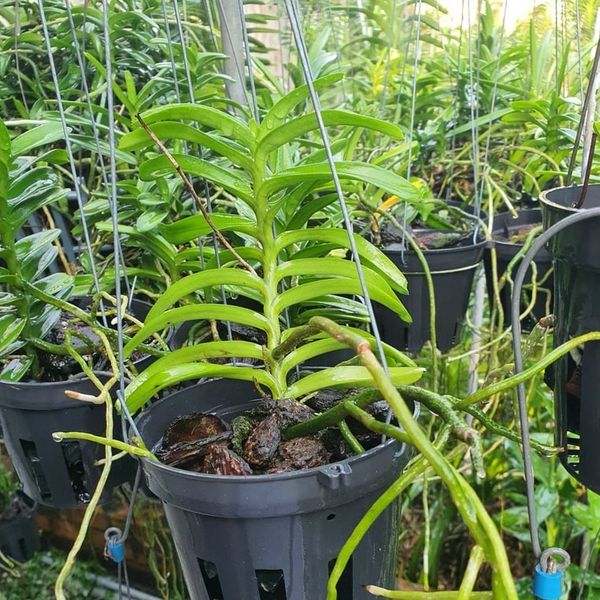  Lan Cù Lao Minh - Loài Lan Đặc Chủng Của Việt Nam 