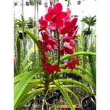  Lan Asco Thái Lan - Vanda lai Ngọc Điểm Hoa Thơm 