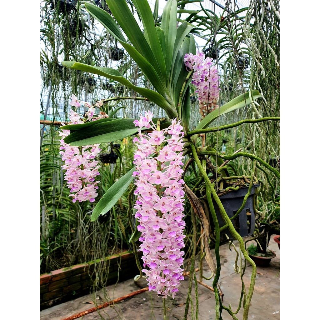  Lan Đuôi Cáo/Chồn - Hoa Thơm Phức Cả Vườn 