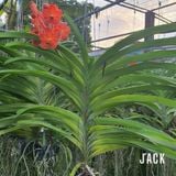  Hoa Lan Asco Cam - Vanda lai Ngọc Điểm Cực Siêng Hoa 