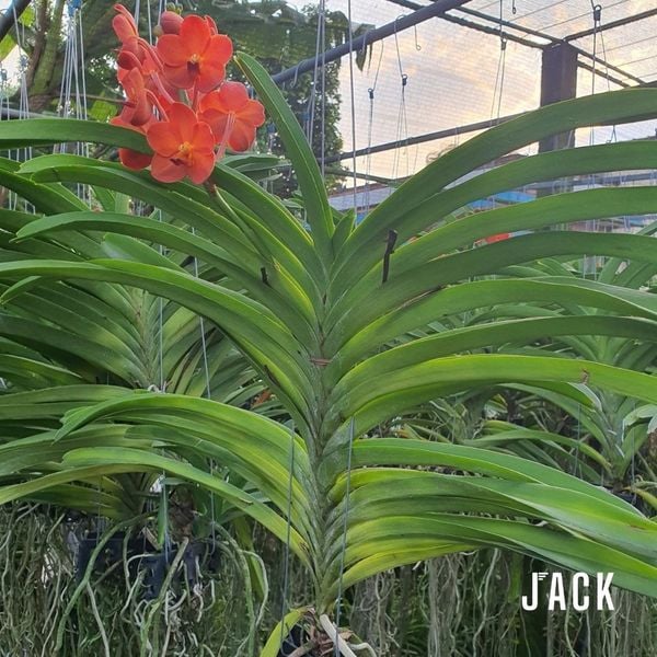  Hoa Lan Asco Cam - Vanda lai Ngọc Điểm Cực Siêng Hoa 