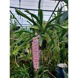  Lan Đuôi Cáo/Chồn - Hoa Thơm Phức Cả Vườn 