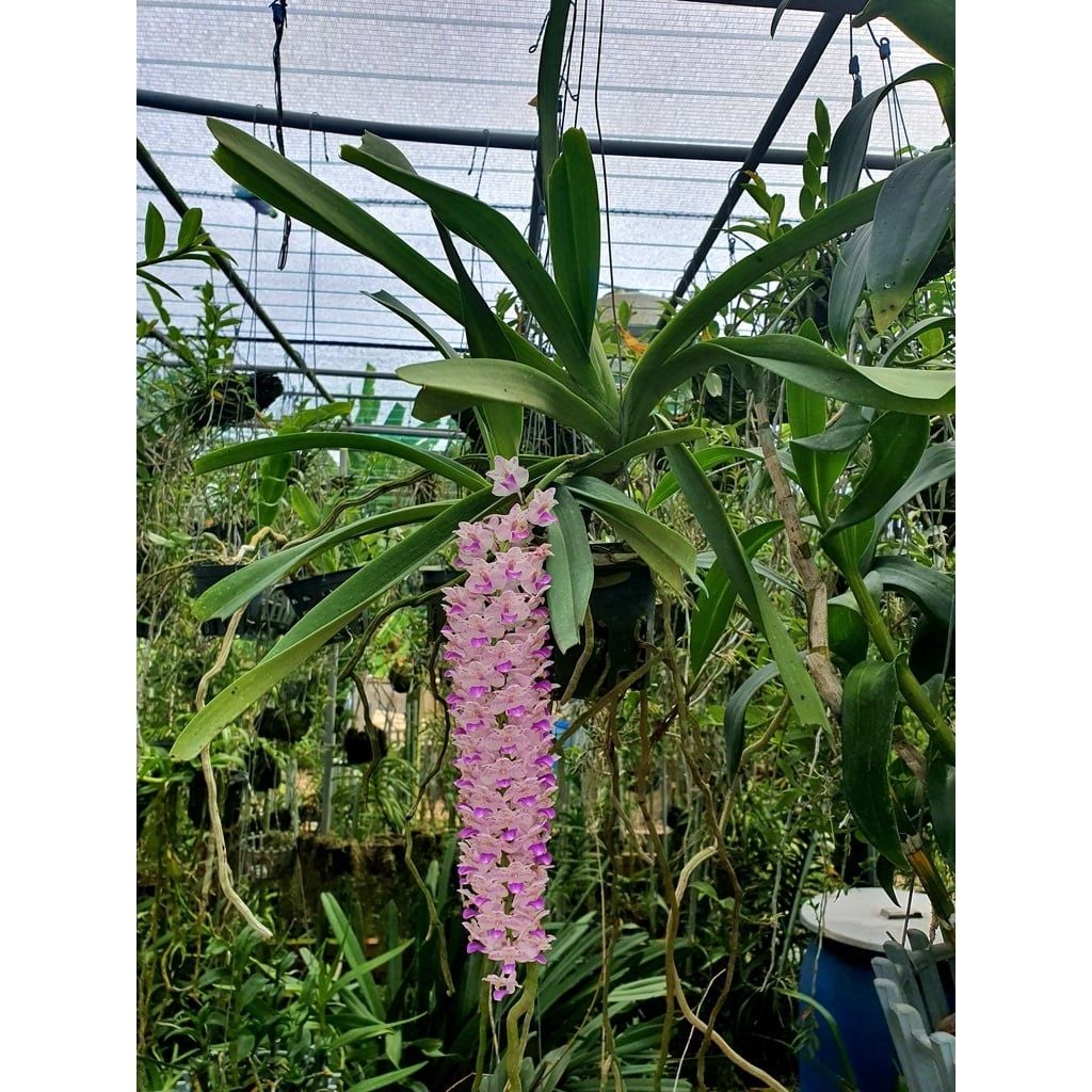  Lan Đuôi Cáo/Chồn - Hoa Thơm Phức Cả Vườn 