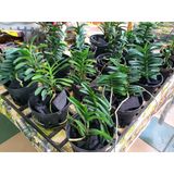  Lan Cù Lao Minh - Loài Lan Đặc Chủng Của Việt Nam 