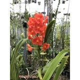  Lan Asco Thái Lan - Vanda lai Ngọc Điểm Hoa Thơm 