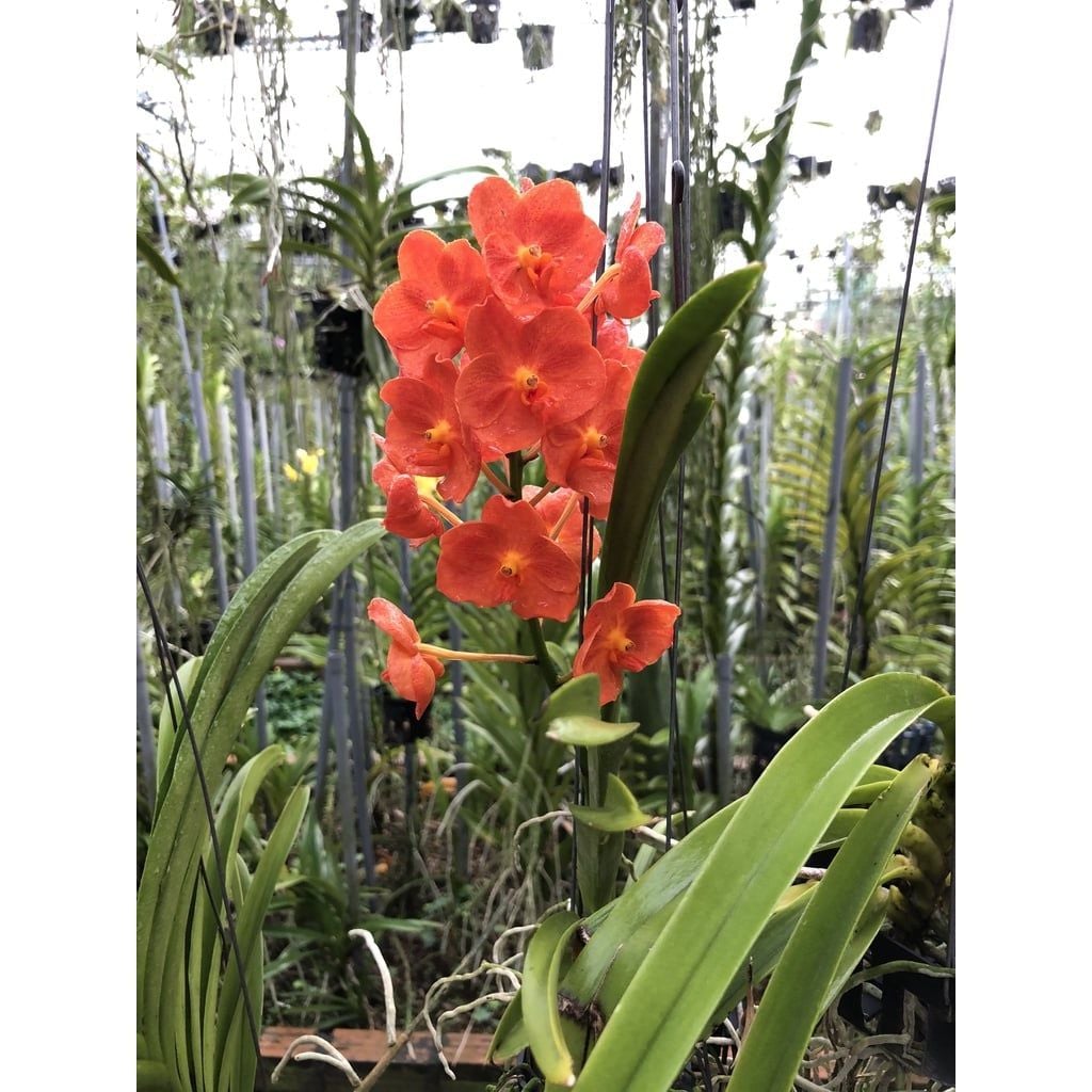  Lan Asco Thái Lan - Vanda lai Ngọc Điểm Hoa Thơm 