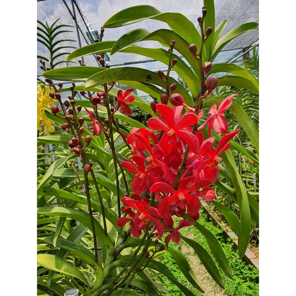  Combo 2 Cây Lan Mokara Lớn Màu Tự Chọn - Ra Hoa Quanh Năm 