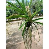  Lan Đuôi Cáo/Chồn - Hoa Thơm Phức Cả Vườn 