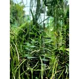  Lan Cù Lao Minh - Loài Lan Đặc Chủng Của Việt Nam 