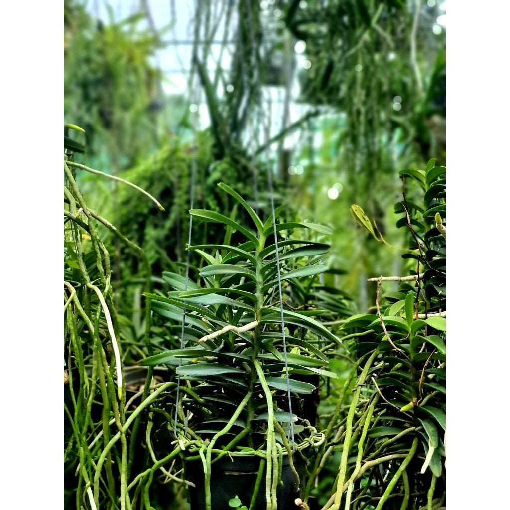  Lan Cù Lao Minh - Loài Lan Đặc Chủng Của Việt Nam 