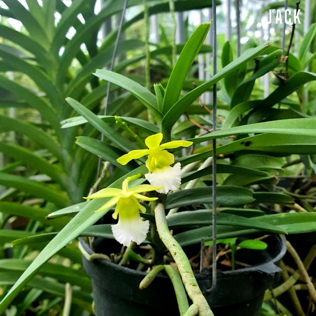  Lan Cù Lao Minh - Loài Lan Đặc Chủng Của Việt Nam 