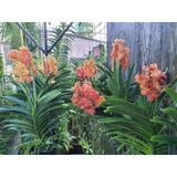  Hoa Lan Asco Cam - Vanda lai Ngọc Điểm Cực Siêng Hoa 