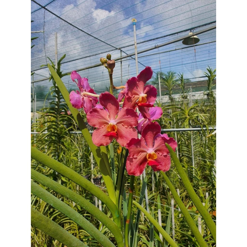  Lan Vanda Lá Kim Lớn Nhiều Màu - Giao Hàng Từ 2 Cây 