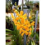  Combo 2 Cây Lan Mokara Lớn Màu Tự Chọn - Ra Hoa Quanh Năm 