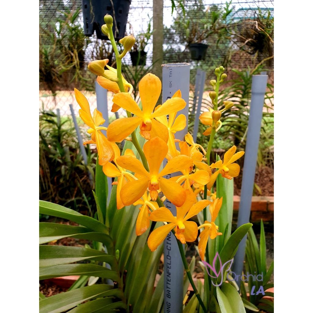  Combo 2 Cây Lan Mokara Lớn Màu Tự Chọn - Ra Hoa Quanh Năm 