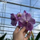  [Bông To] Lan Vanda Màu Tím Trắng Chấm 